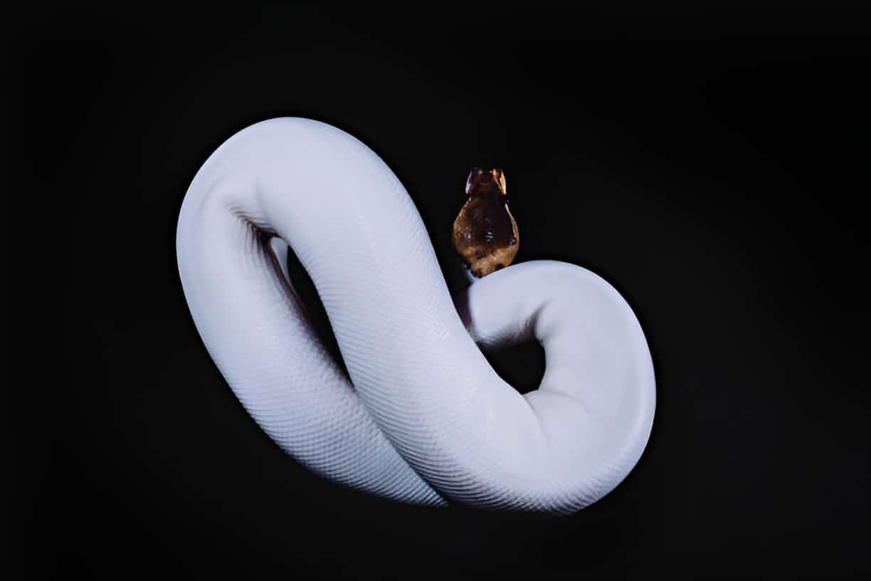 Dream of a White Snake