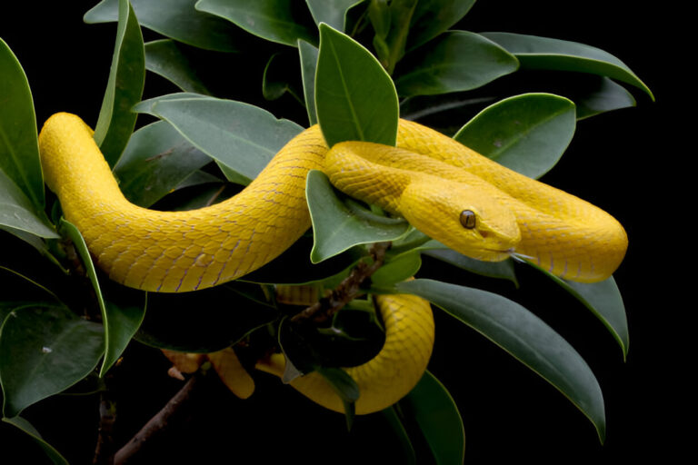 dream of a yellow snake