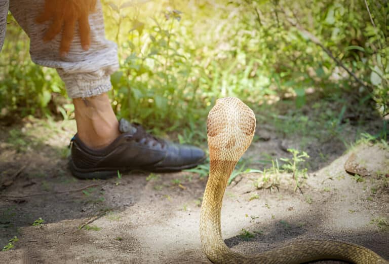 Dream of Getting Bitten by a Snake: What Does This Betrayal Symbolize?”