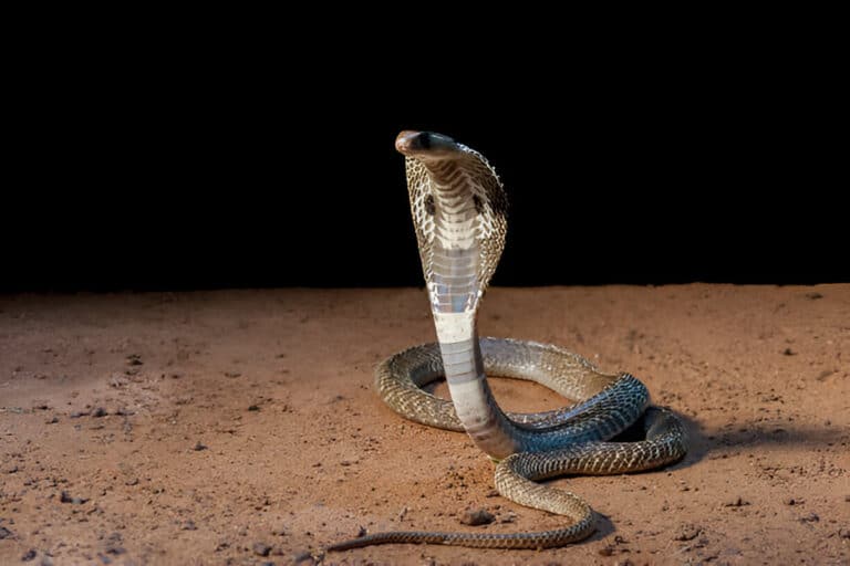 Dreaming About a Cobra Snake: Interpretation and Symbolism