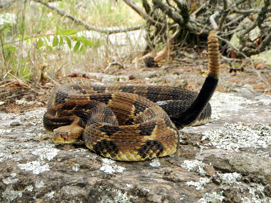 dreaming about a rattlesnake