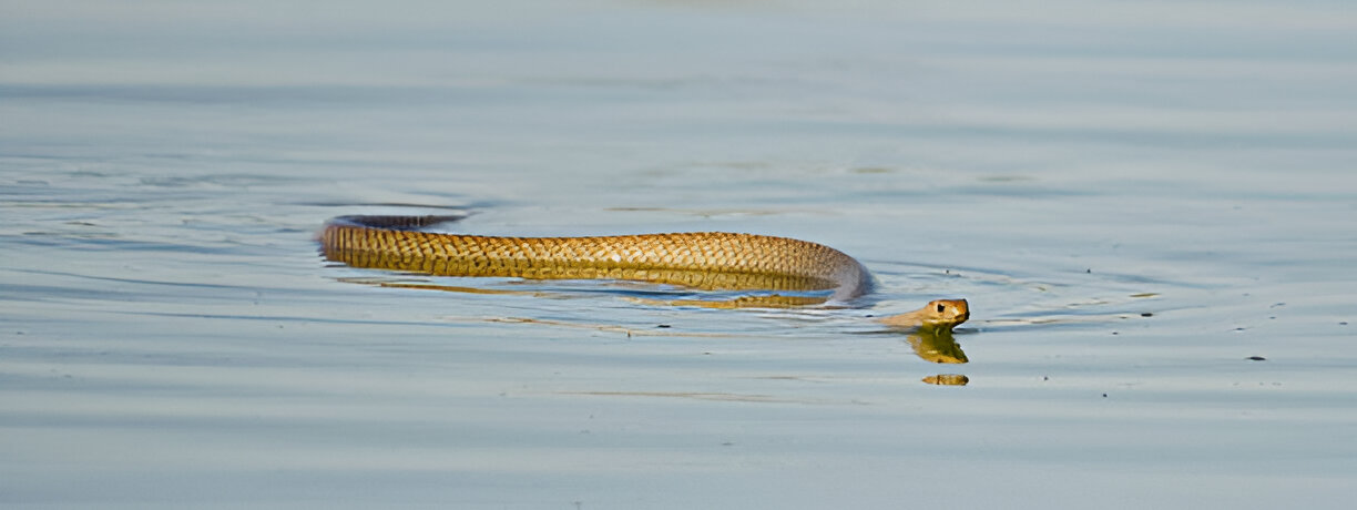 snake in water dream